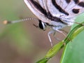 Castalius rosimon, the common Pierrot, is a small butterfly found in India that belongs to the lycaenids, or blues family.ÃÂ 